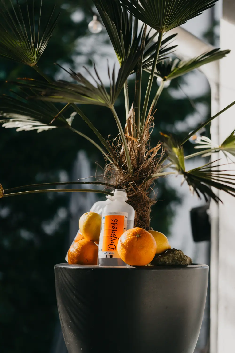 Dripness - Flasche und Orangen im Blumentopf