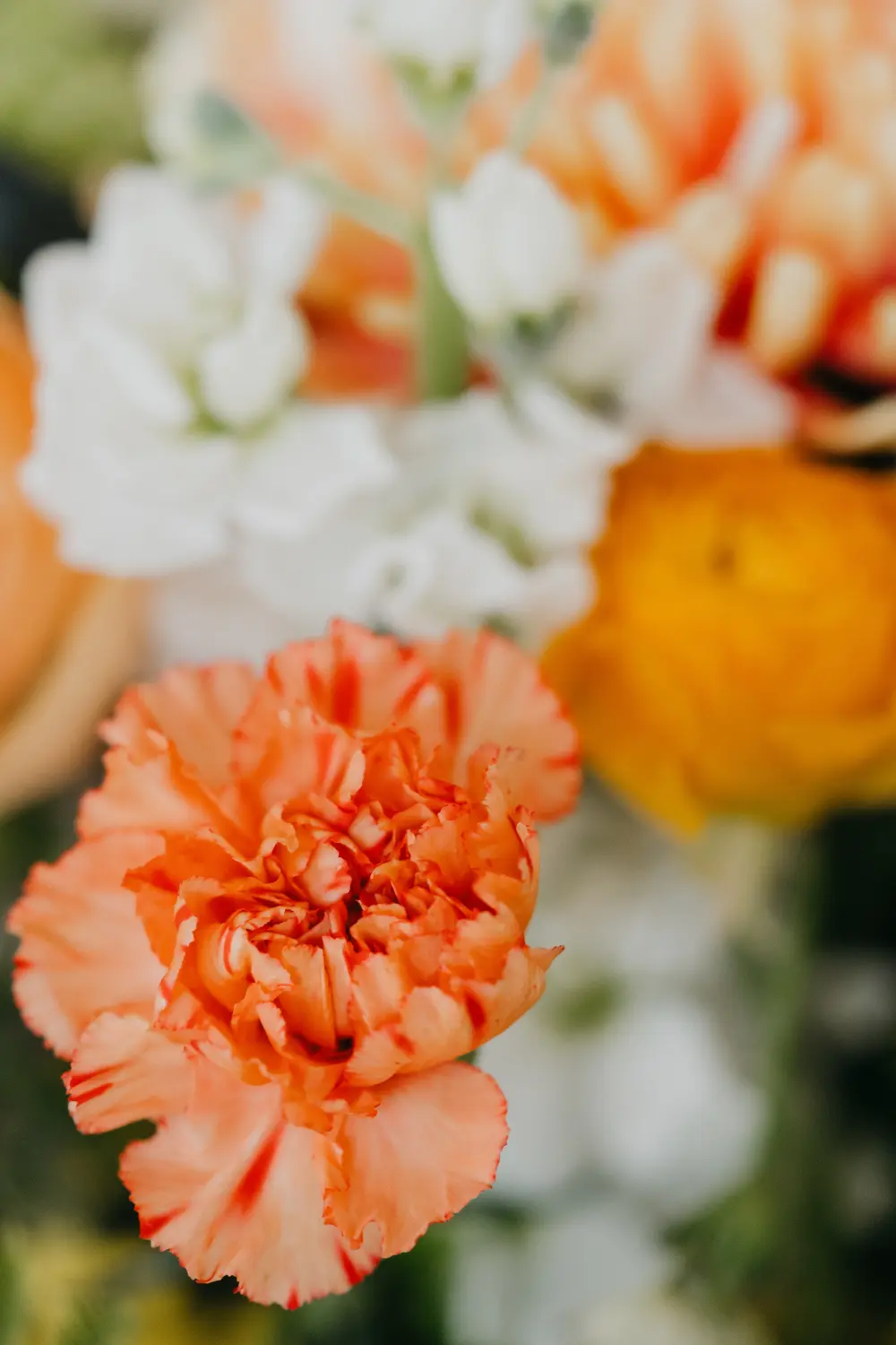 Dripness - Blumen orange und weiß